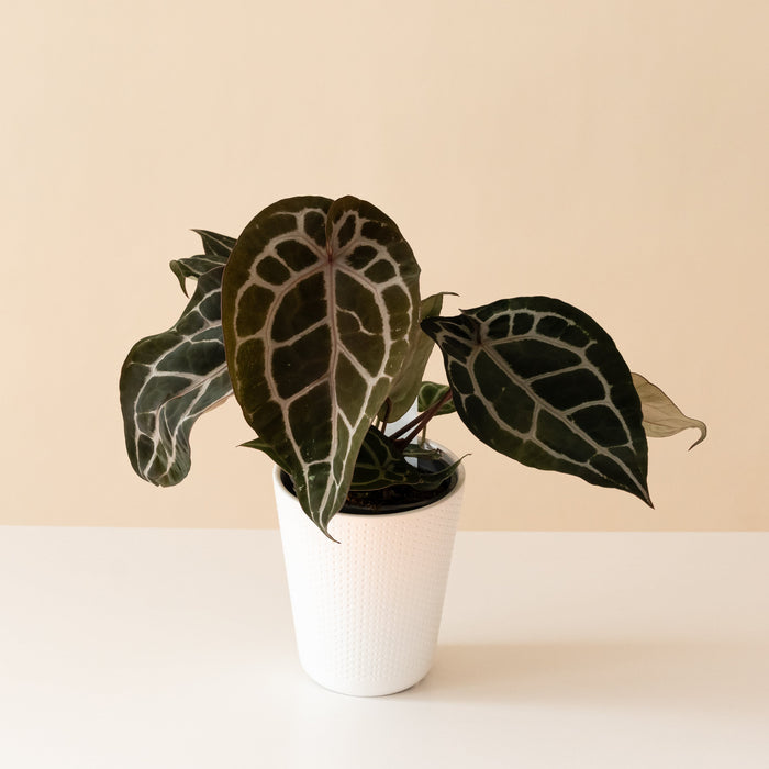 Anthurium 'Michelle'