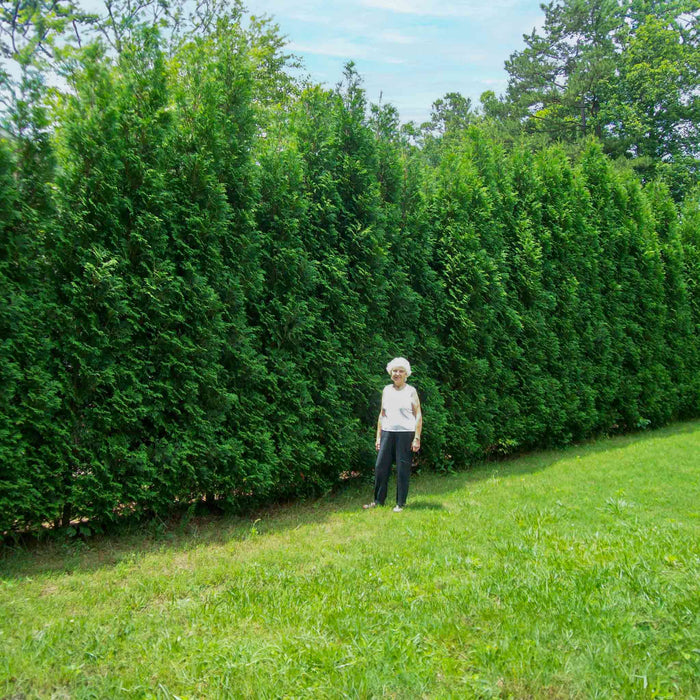Arborvitae 'American Pillar'