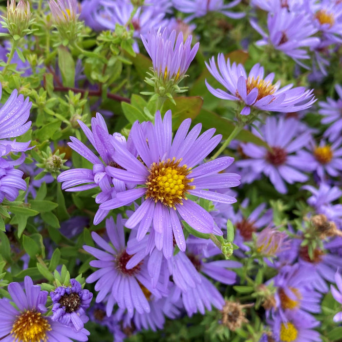 Aromatic Aster 'October Skies'