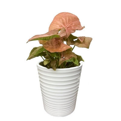 Arrowhead Vine 'Cupid's Quiver'
