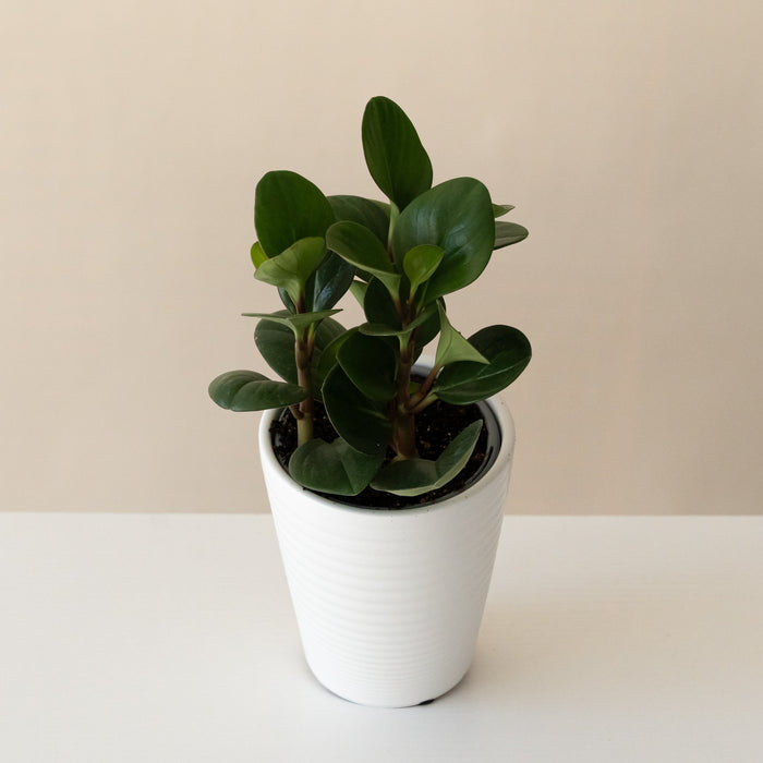Baby Rubber Plant 'Spice is Nice'
