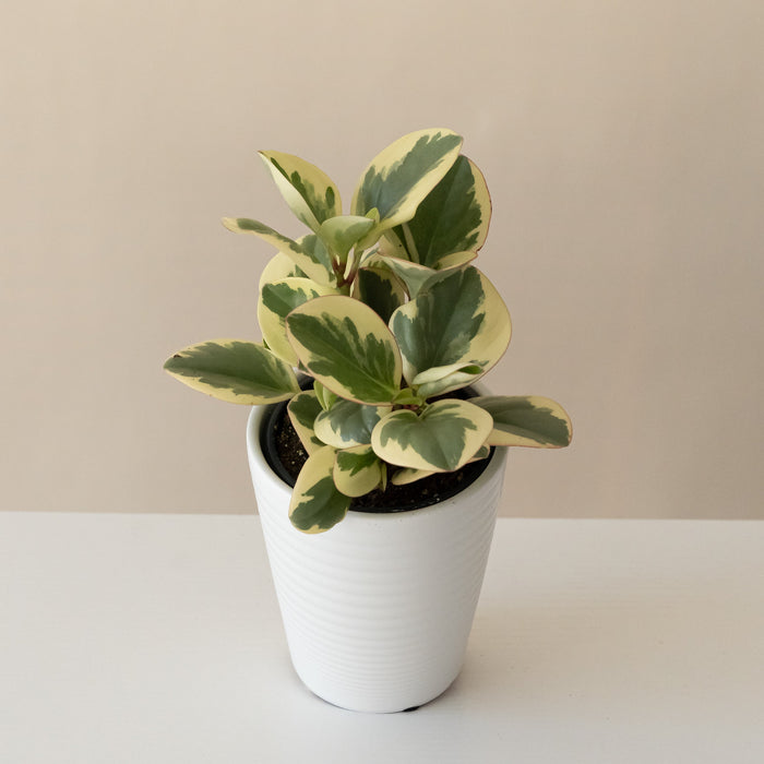 Baby Rubber Plant 'Sweet and Sour'