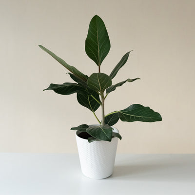 Banyan Fig 'Happiness'