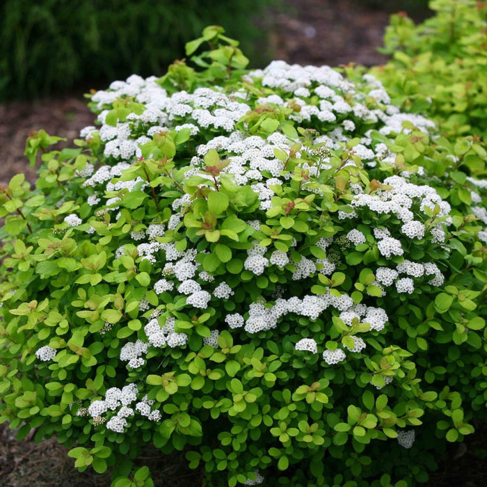 Birchleaf Spirea 'Glow Girl'