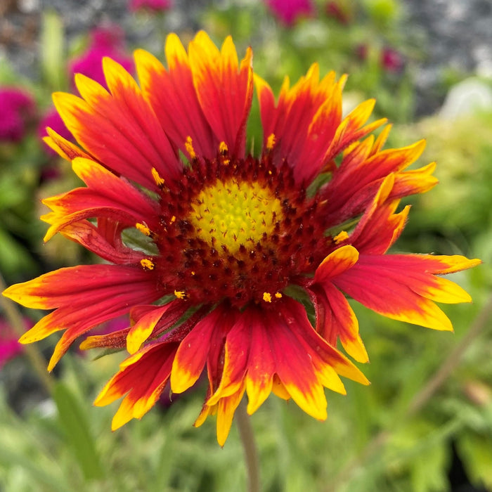 Blanket Flower 'Goblin'