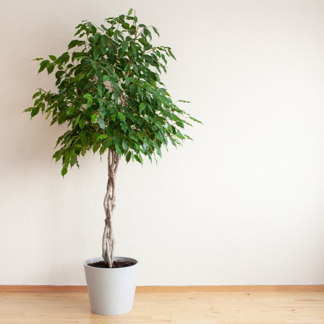 Weeping fig tree with small glossy green leaves and a braided trunk