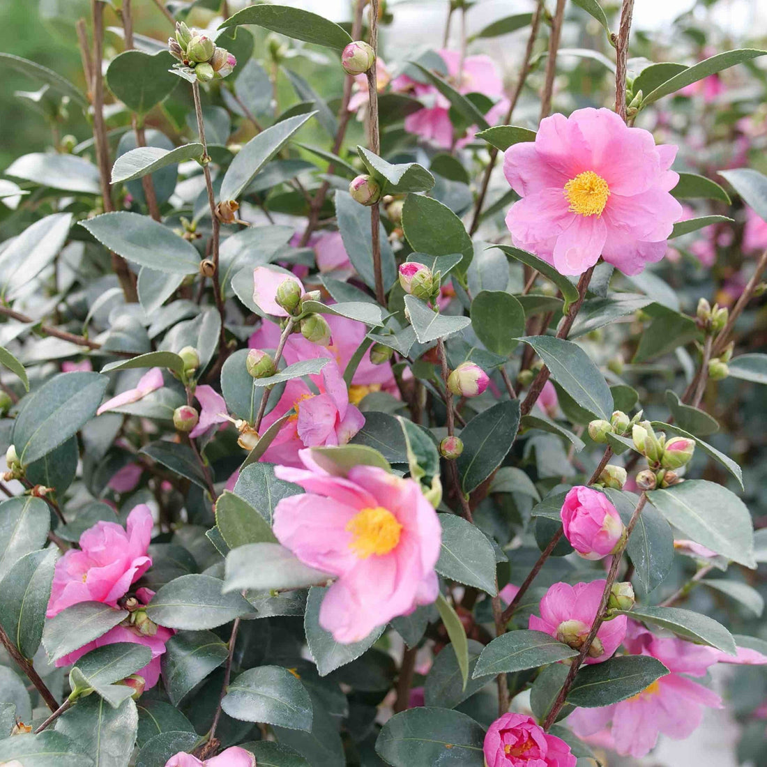 Camellia