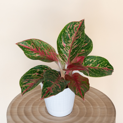 Chinese Evergreen 'Garnet Stream'