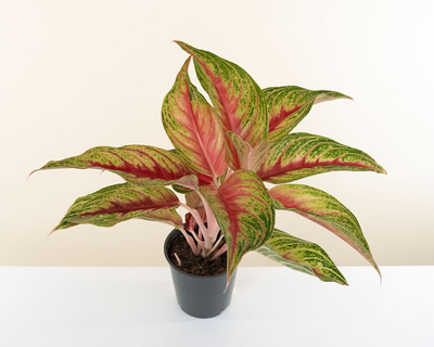 Chinese Evergreen 'Ruby Rock'
