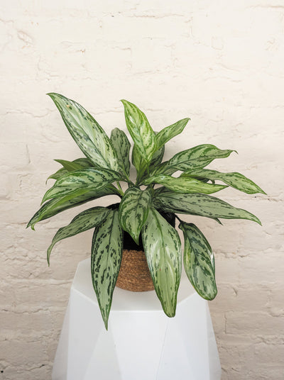 Chinese Evergreen 'Timeless Tides'