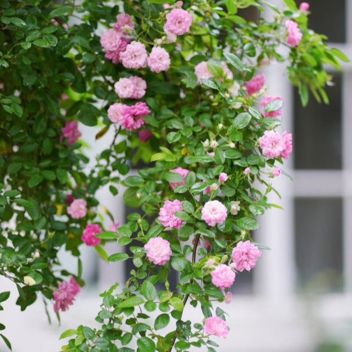 Climbing Rose 'Peggy Martin'