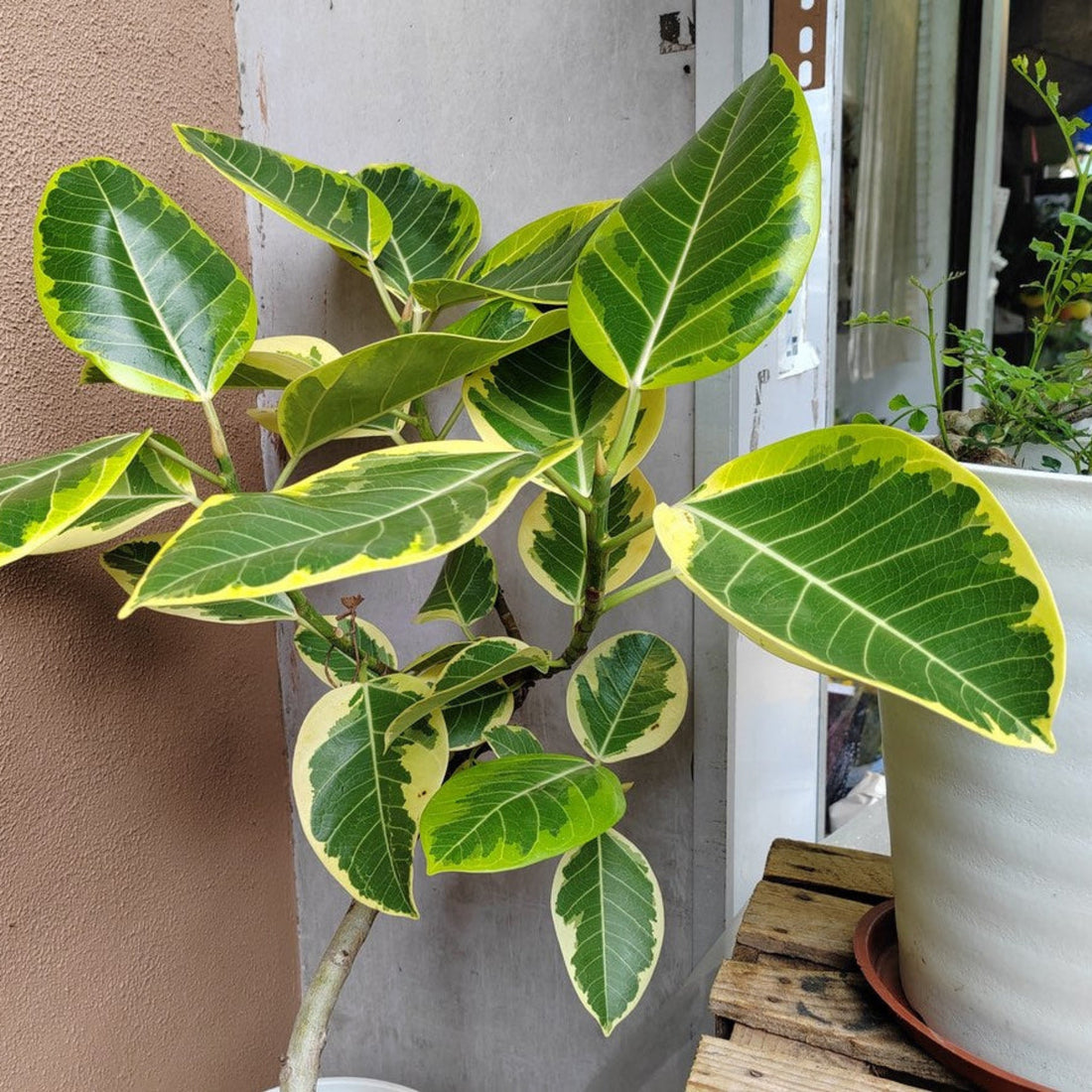 Indoor ficus tree with large glossy green and yellow variegated leaves
