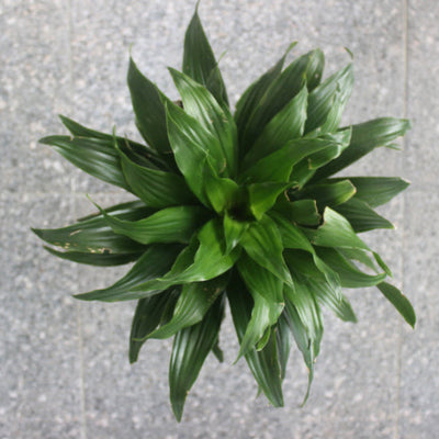 Dracaena 'Janet Craig'