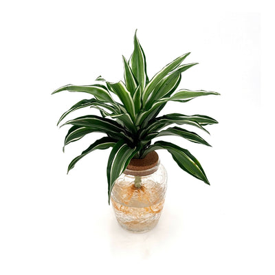 Dracaena 'Silver Sea Monkey'