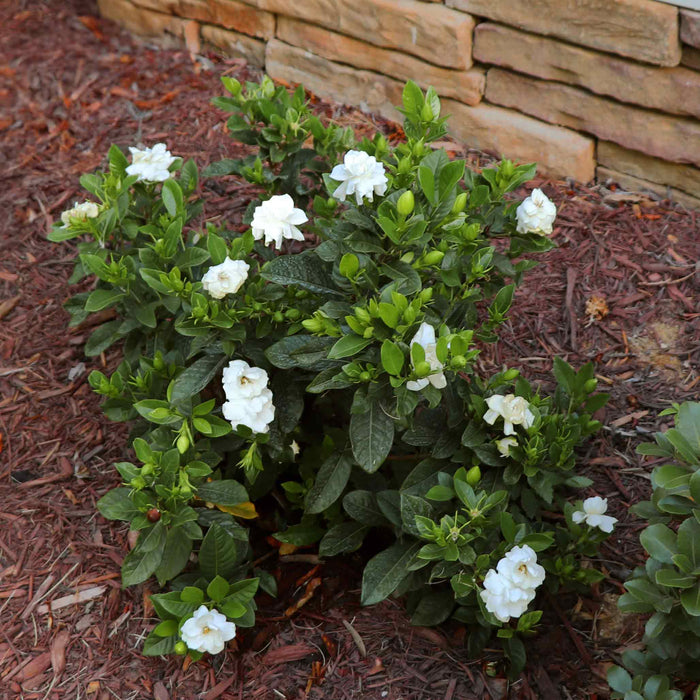Dwarf Gardenia 'Radicans'