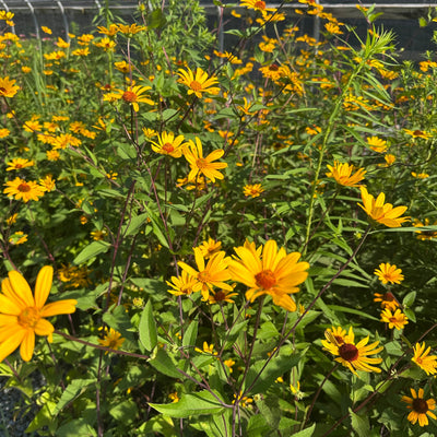 False Sunflower 'Summer Nights'
