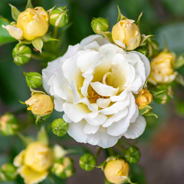 Groundcover Rose 'Popcorn'