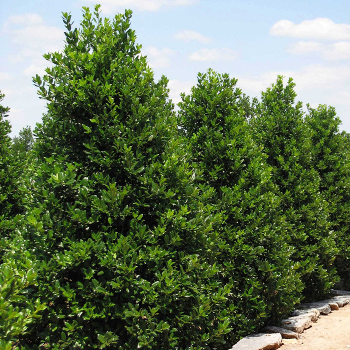 Holly 'Nellie R. Stevens'