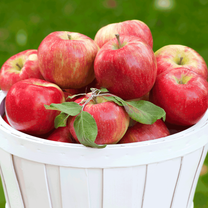 Honeycrisp Apple Tree