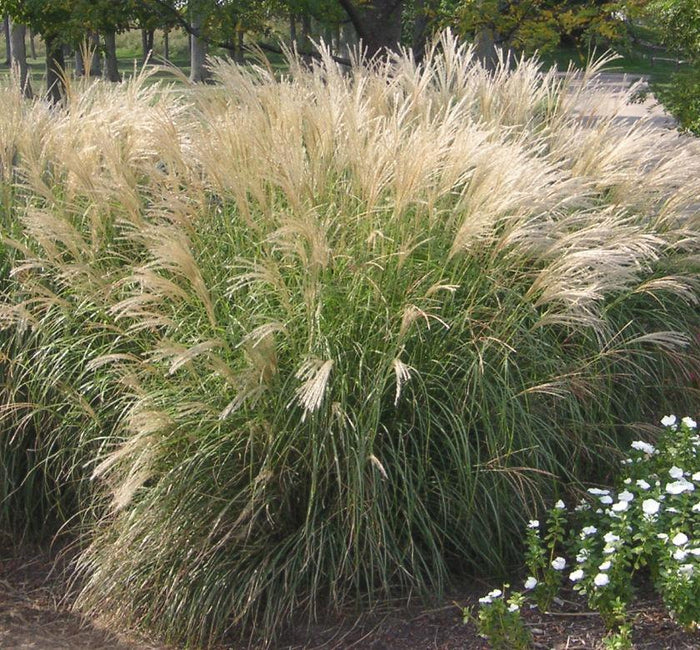 Maiden Grass 'Adagio'