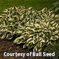 Hosta 'Patriot'