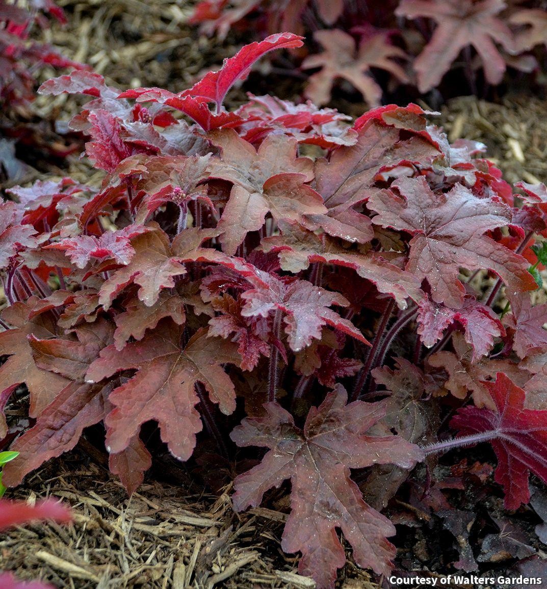 Low mound of lobed green leaves with red-brown centers and veins