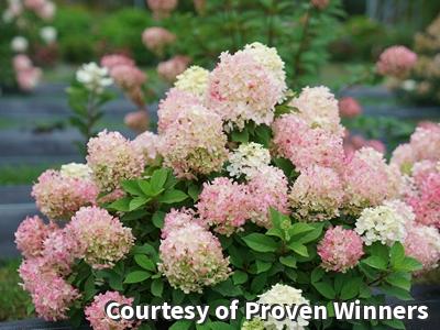 Panicle Hydrangea Fire Light Tidbit®