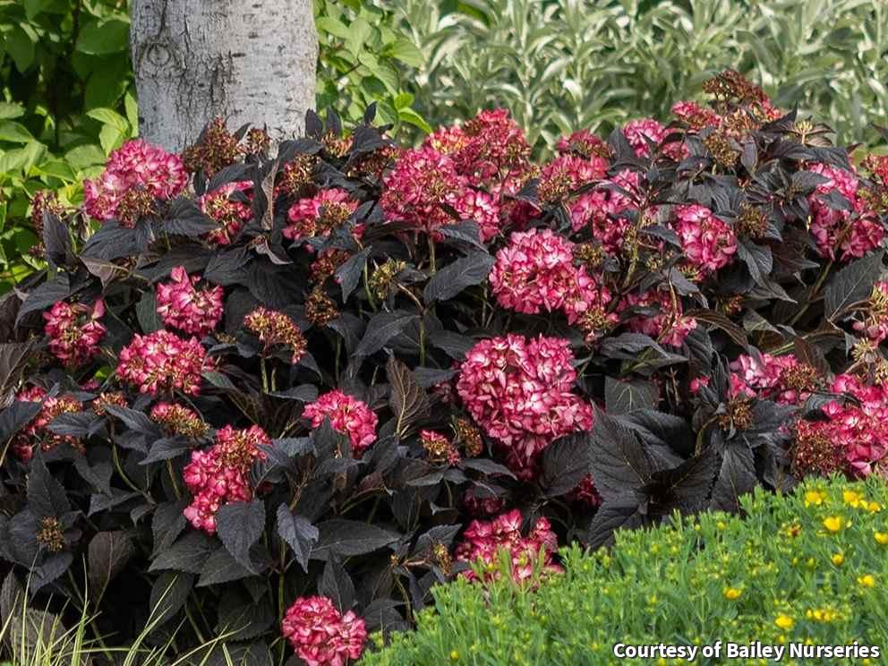 Hydrangea with very dark purple near-black leaves and deep cranberry-red flower heads