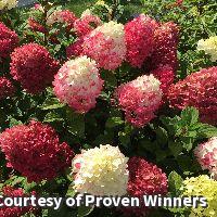 Panicle Hydrangea Little Lime Punch®