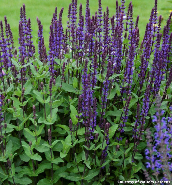 Salvia 'Caradonna'