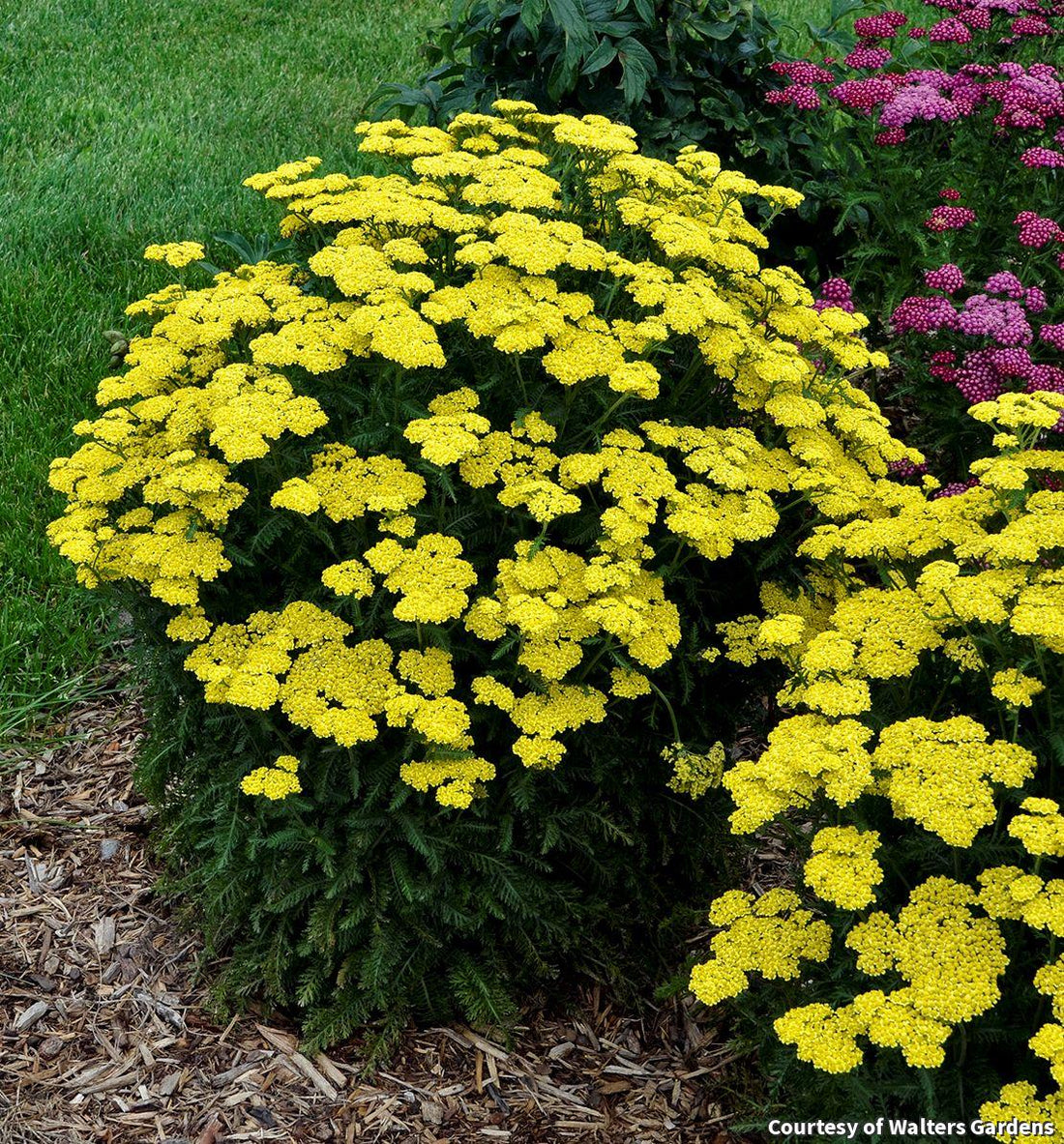 Upright yarrow with flat clusters of bright yellow flowers over gray-green feathery leaves