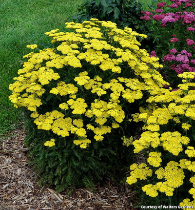 Yarrow 'Firefly Sunshine'