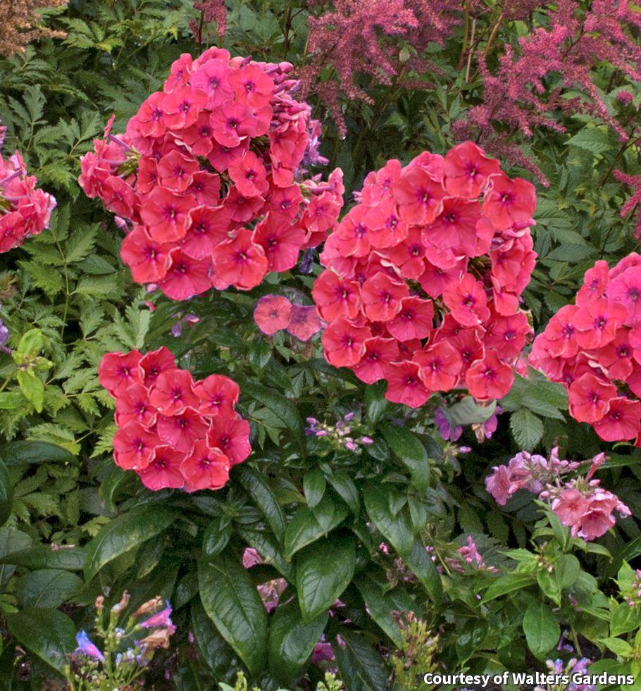 Dwarf garden phlox with domed clusters of bright coral flowers over dark green leaves