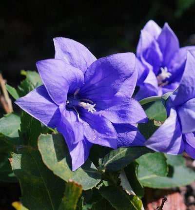 Balloon Flower 'Astra Blue'