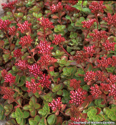 Creeping Stonecrop 'Fulda Glow'