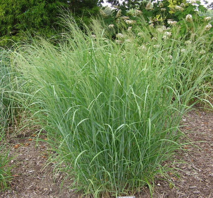 Switch Grass 'Heavy Metal'