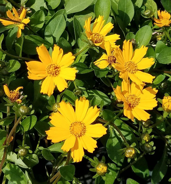 Mouse Ear Tickseed 'Nana'