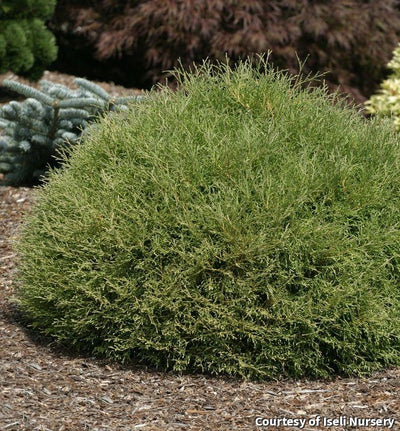 Arborvitae Mr. Bowling Ball®