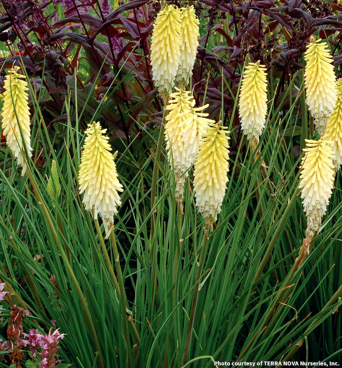 Dwarf red hot poker with upright spikes of pale pineapple-yellow tubular flowers over grassy leaves