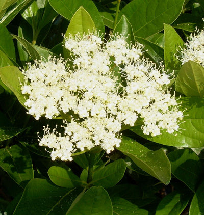 Possumhaw Viburnum 'Winterthur'