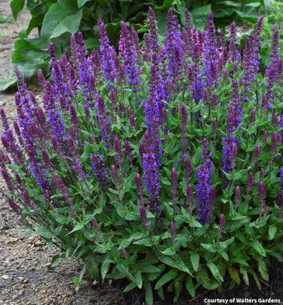 Salvia 'New Dimension Blue'