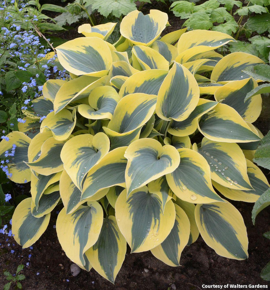 Medium hosta with powder-blue leaves and wide yellow-cream margins