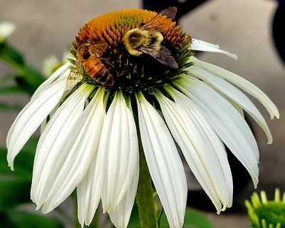 Coneflower 'White Swan'