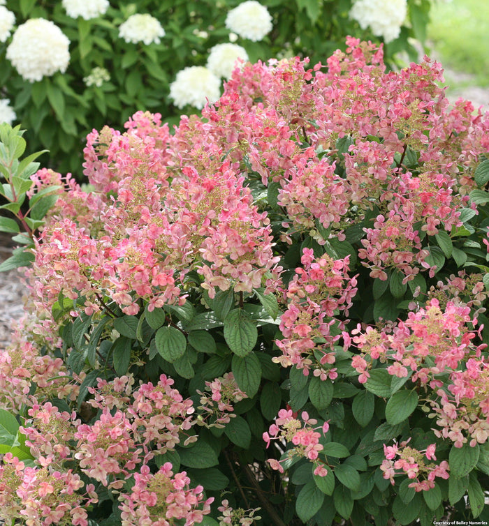 Panicle Hydrangea Little Quick Fire®
