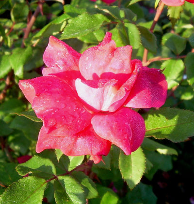 Shrub Rose Knock Out®
