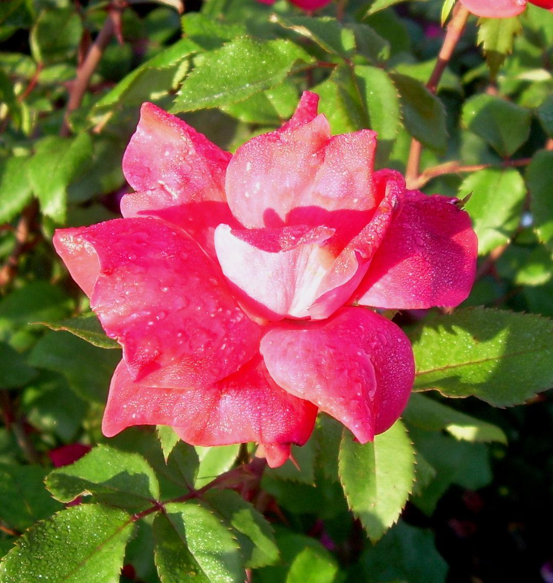 Rounded shrub rose covered in cherry-red open flowers
