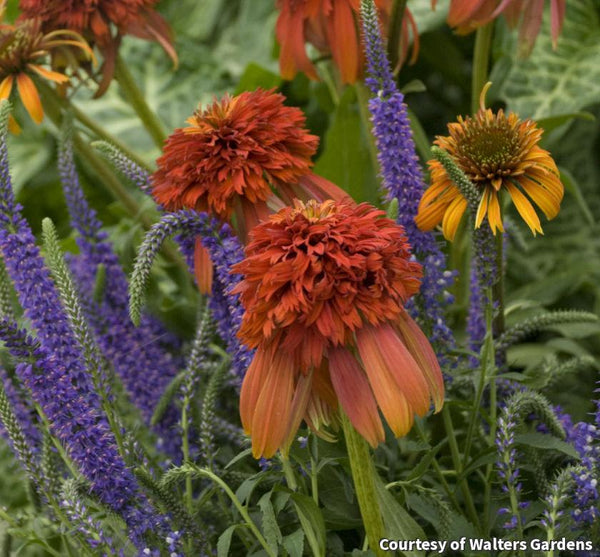 Coneflower 'Hot Papaya'