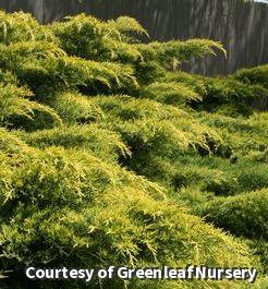 Spreading evergreen shrub with bright golden-yellow lacy foliage