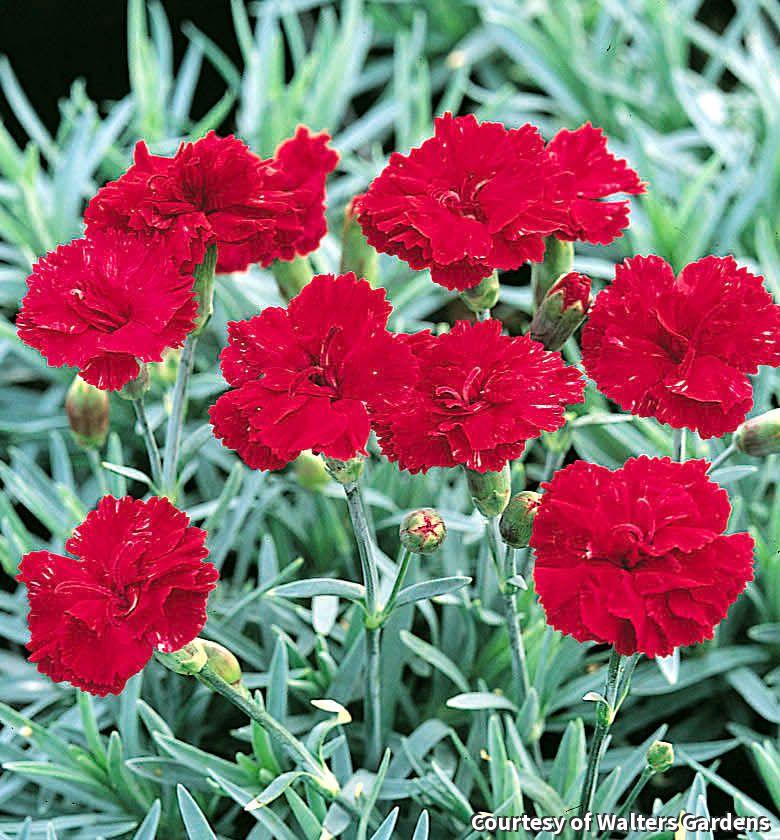 Low tuft of dianthus with double bright red flowers over blue-green grassy leaves