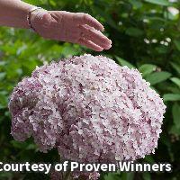 Hydrangea shrub with large rounded heads of soft pink flowers on upright stems